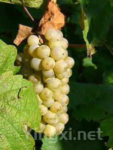 波尔多酒为何不注明葡萄种类?