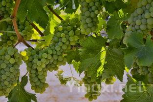 猎人谷:澳洲葡萄酒的文武之韵,品质与魅力并存