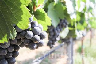 波特酒的秘密武器：国产多瑞加葡萄的魅力