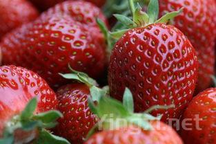 拒绝为葡萄酒评分，是否合情合理？