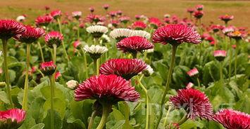 品尝夏日葡萄牙绿酒，人生因此更加精彩纷呈！