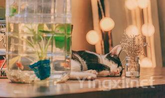 满意葡萄酒难寻：背后的原因你知道吗？