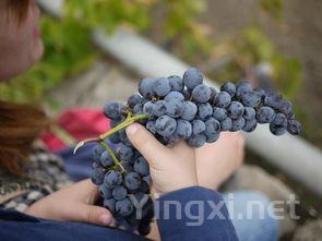 中国葡萄酒业崛起：品质与口感并重