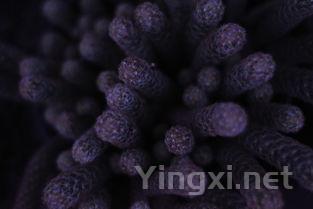 深度解读赛美蓉葡萄：独特风味与栽培技巧