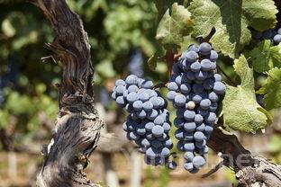 巴贝拉葡萄：意大利平民风味，特色品种不容错过