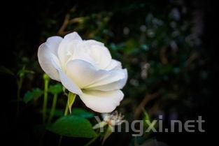 白葡萄采摘之道：人工与机械，孰优孰劣？