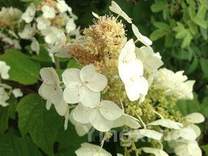 人工还是机械采摘白葡萄:效率和品质之争