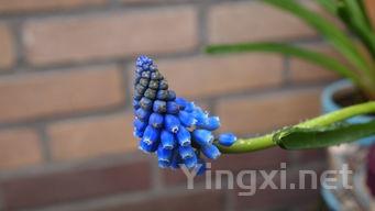 Passito干化葡萄:风味背后的科学原理