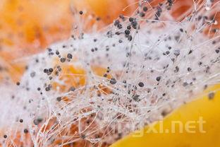 除了勃艮第,这些产区的黑皮诺同样令人陶醉