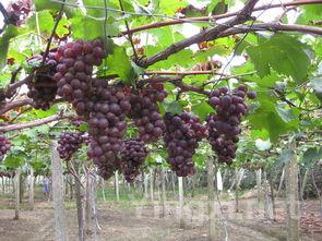 葡萄采摘：手工与机械方式有何不同？