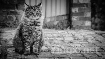 葡萄酒中出现猫尿和汽油味是何原因？