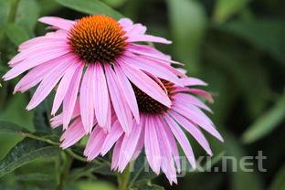 中国市场：进口葡萄酒文化推广难题待解