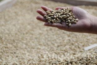 葡萄酒香气背后的农场便便味之谜