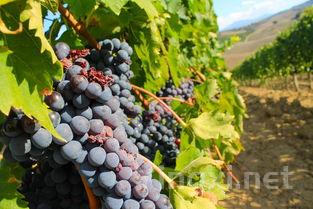 葡萄酒味道中真的带有农场的独特风味？