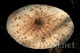 贵腐菌如何重塑葡萄的代谢过程