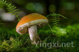 葡萄代谢之秘：贵腐菌的角色与挑战