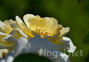 贵腐菌对葡萄新陈代谢的深远影响