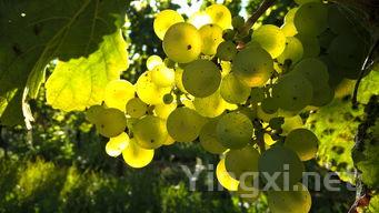 灰霉病对酿酒葡萄品质影响研究