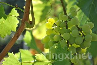 葡萄种植之道：园中的挑战与智慧