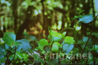 葡萄成长的秘密：战胜自然的艺术