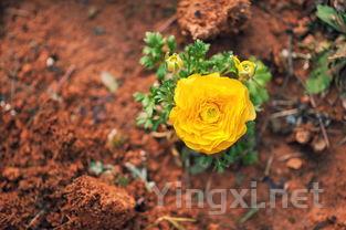 葡萄园里的较量：种植高手的较量