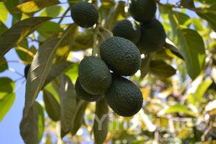 阿尔巴利诺葡萄全揭秘:口感、产地与品鉴技巧