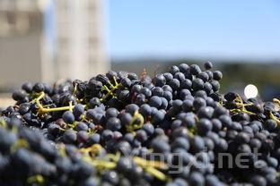 阿尔巴利诺葡萄大解密：从种植到品饮的奥秘