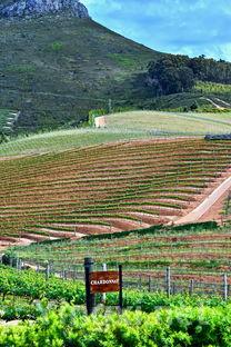 探秘瑞士：独特酿酒葡萄品种一览