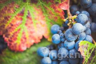 阜阳白酒新篇章：高端市场引领风潮