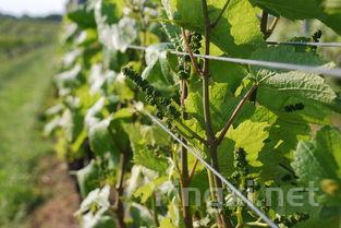 葡萄酒香气秘籍：草木植物与树脂篇