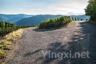 风土密码:土壤与葡萄种植的奥秘之旅