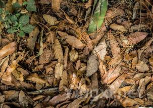 风土之韵：探究土壤对葡萄种植的多元影响