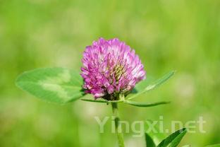 酿酒季来临，葡萄成熟度的四大考量