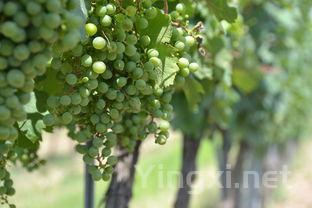 酿酒佳季：七重维度探寻葡萄成熟的秘诀