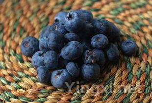 法国酒庄揭秘：五重标准鉴别葡萄成熟奥秘