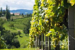 品质卓越,萨格兰蒂诺葡萄全球种植热潮涌现