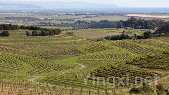 罗纳河谷：品味独特的葡萄品种新选择