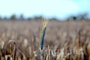 葡萄酒产量飙升：法国今年迎来五年内最大丰收季