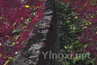 葡萄酒的秘密：土壤的力量超乎想象