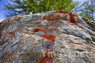 中国葡萄种植业所面临的问题