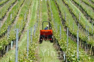 甘肃葡萄酒产业要做强做大