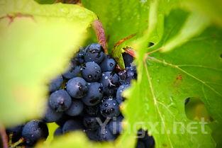 葡萄酒香韵解密：蔬菜草本气息探索