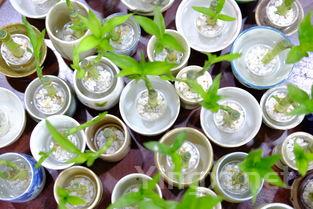 葡萄酒长久保存之道：期限与品饮的艺术