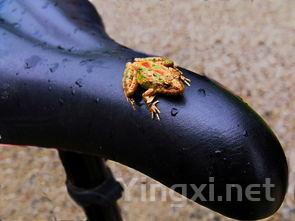 解锁美酒新境界：开瓶器类型与用法详解