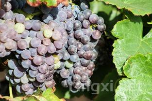 瑞士本土酿酒葡萄品种大盘点