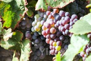 瑞士特色酿酒葡萄品种，你了解几种？
