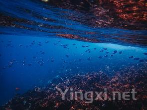 探寻新西兰葡萄酒之源：马尔堡产区魅力解析