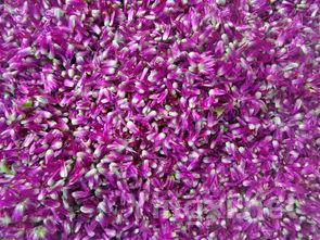 盲品红葡萄酒：解锁香气的秘密密码