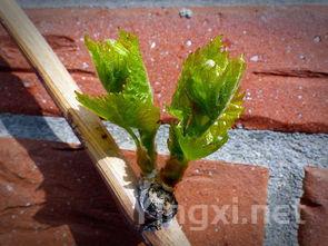 葡萄生长过程中的潜在灾难与防范措施