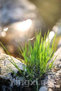 探究葡萄生长中的风险点：灾难与应对之道